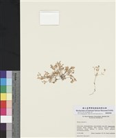 藏品(水卷耳)的圖片